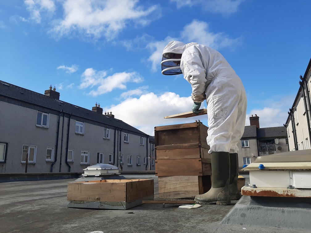 Opening the hive