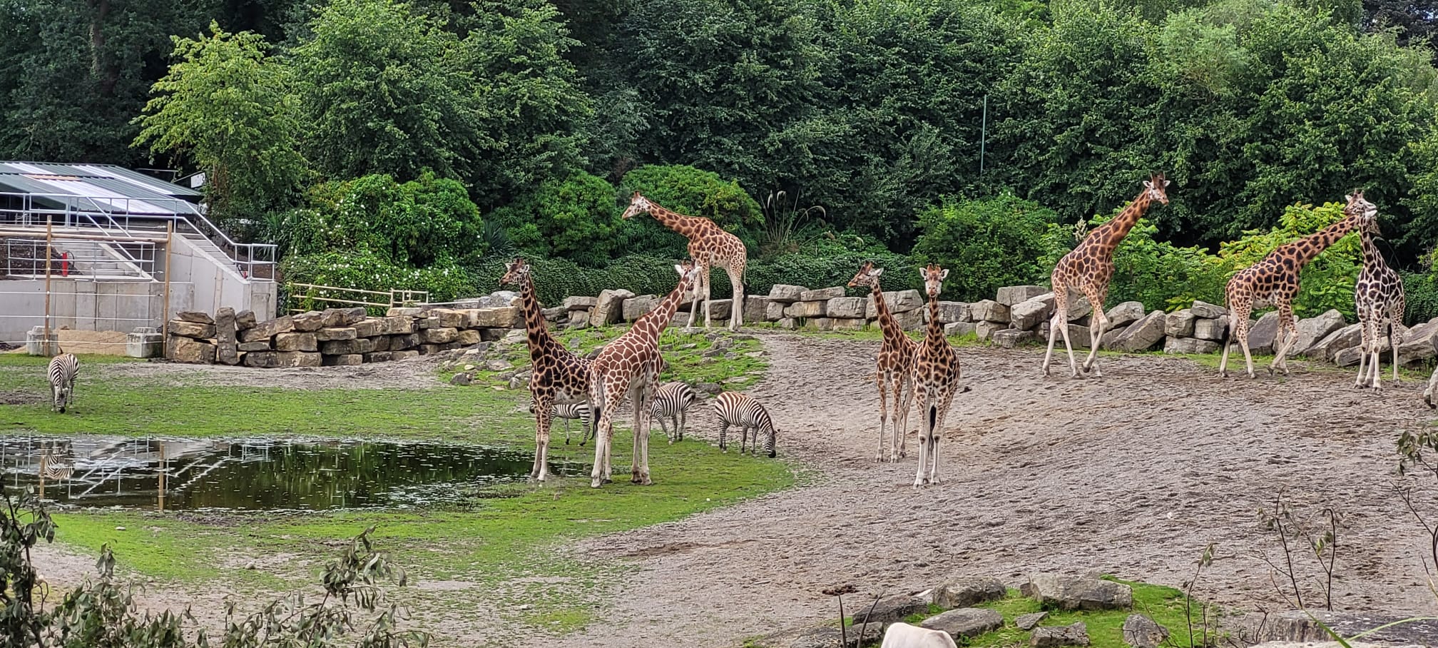 Giraffes at Dublin Zoo