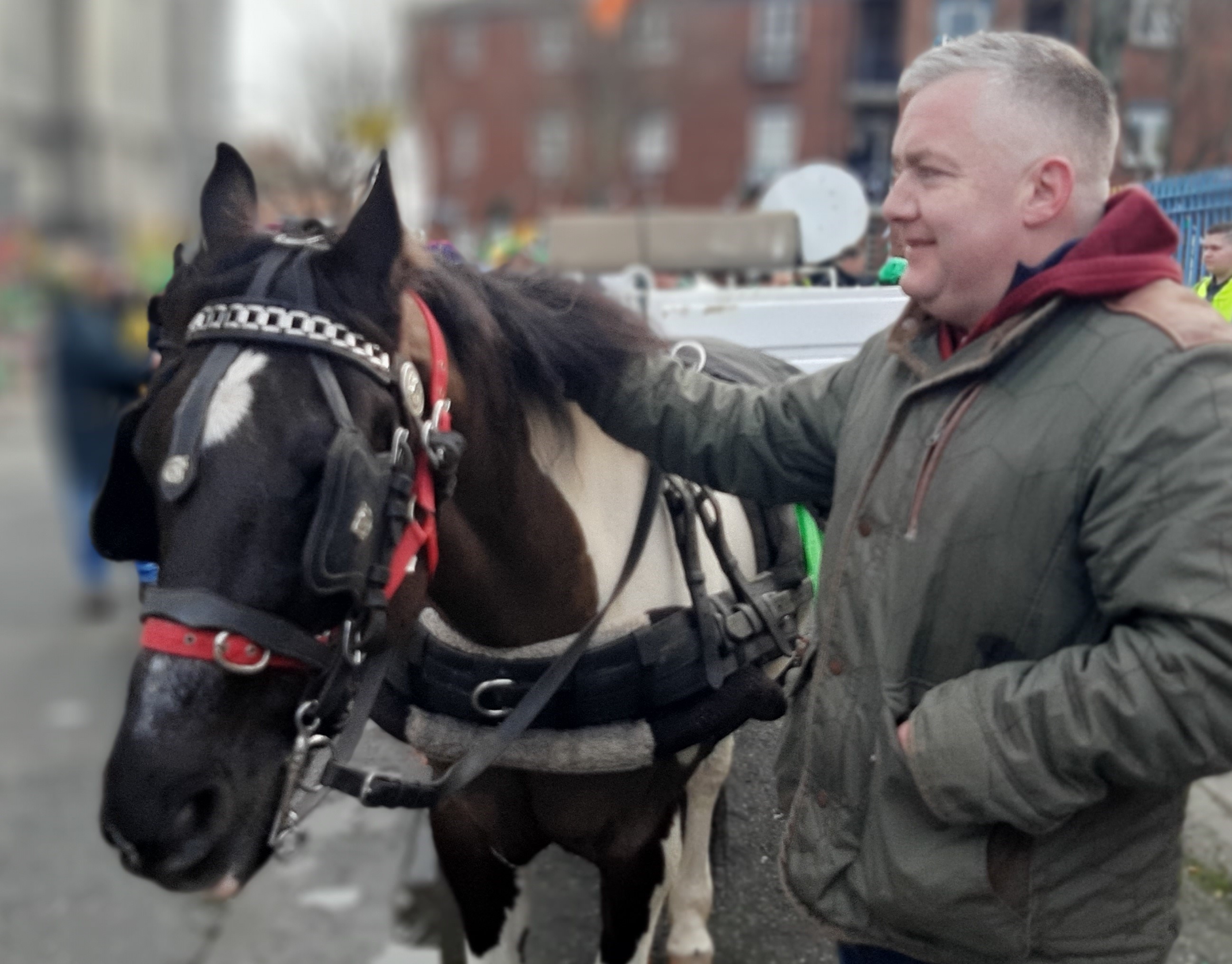 A horse at the parade