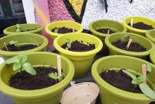 Baby sunflowers at ASESP  Sheriff Street