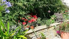 Our community garden in the sun